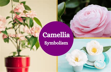 Camellias: Symbols of Eternal Love and Pure Devotion.